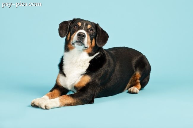 Entlebucher