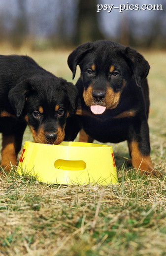 Szczeniaki Rottweilera