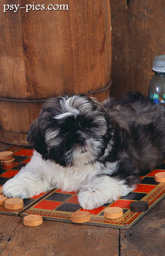 Pielęgnacja shih tzu: pies z długą, wyczesaną sierścią