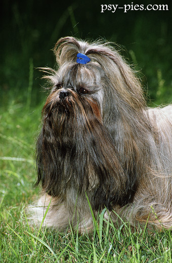 Shih tzu z grzywką spiętą w kitkę