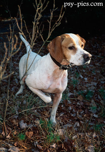 Pointer