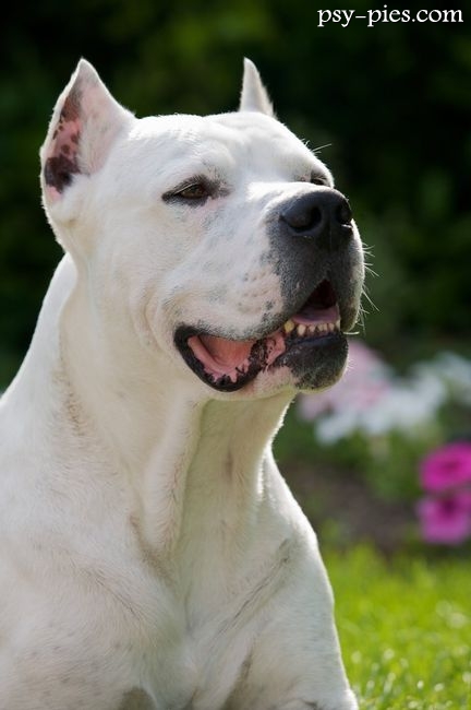 Dog argentyński
