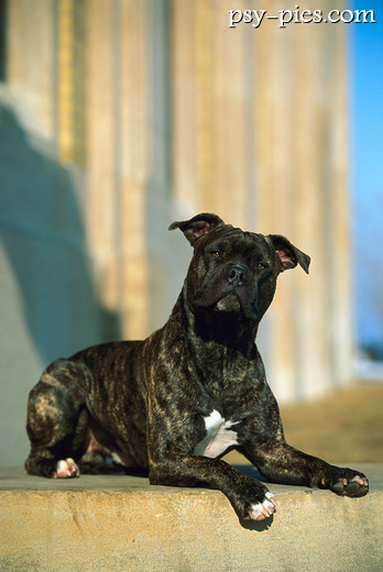 Amerykański pit bull terrier