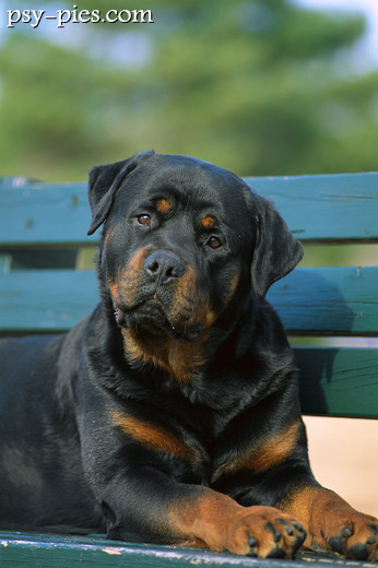 Rottweiler