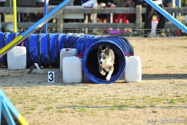 Psie sporty Agility