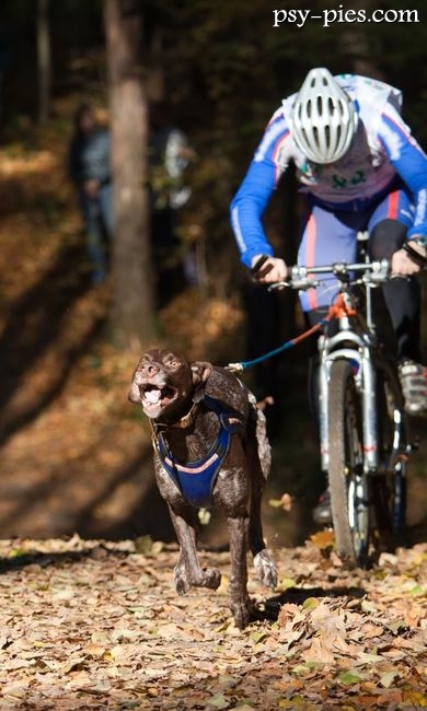 Psie sporty Bikejoring