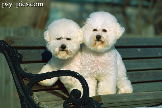 Bichon frise