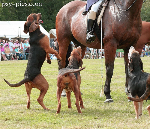Bloodhound