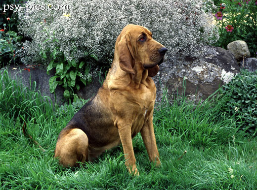 Bloodhound