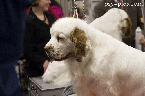 Clumber spaniel