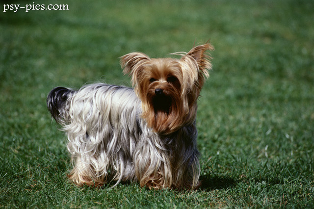 Yorkshire terrier