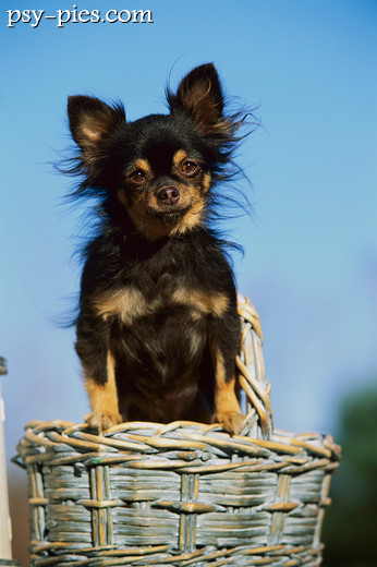 Chihuahua