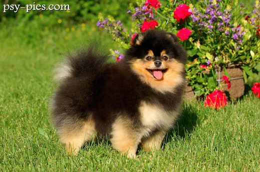Pomeranian