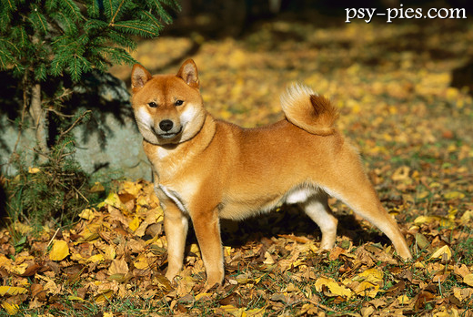 Shiba inu na spacerze
