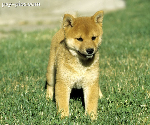 Szczeniak shiba inu