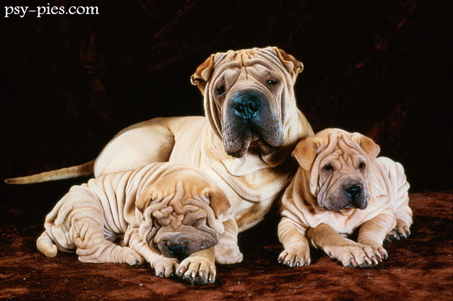 Psy Shar pei