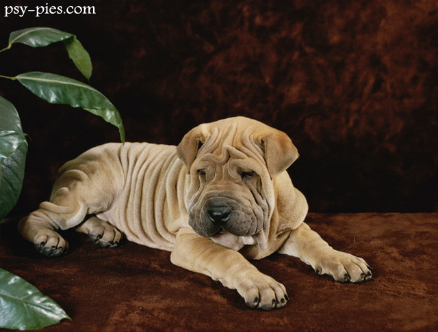 Szczeniak Shar pei