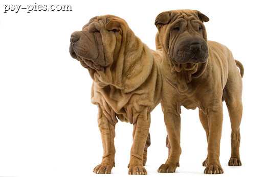Shar pei