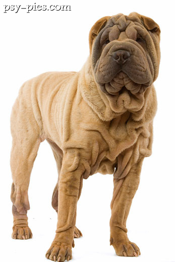 Shar pei