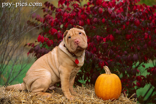 Shar pei