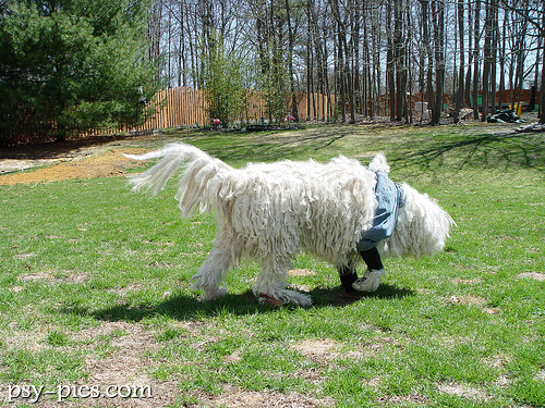 Komondor