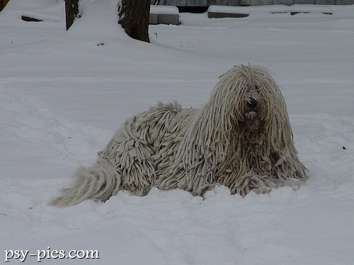 Komondor