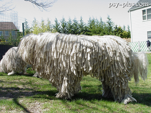 Komondor