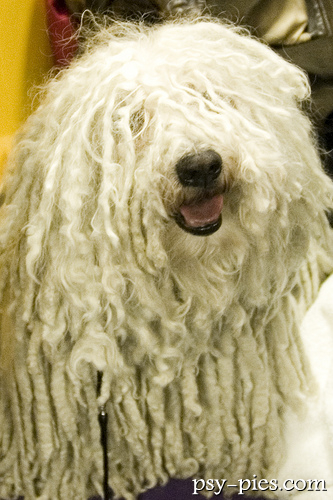 Komondor