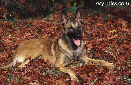 Malinois z wyraźną czarną maską