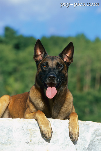 Owczarek belgijski malinois stojący