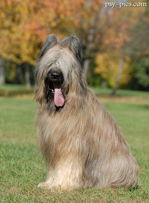 Owczarek francuski Briard