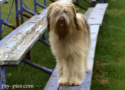 Owczarek francuski Briard