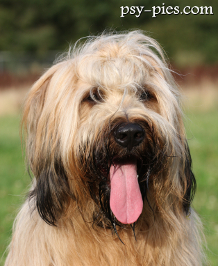 Owczarek francuski Briard