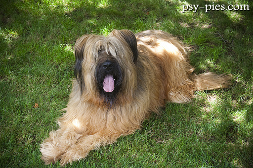 Owczarek francuski Briard