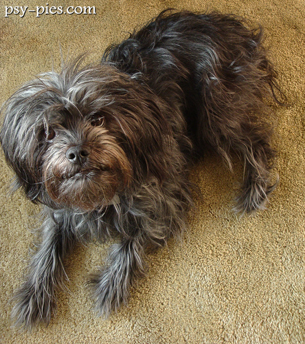 Affenpinscher
