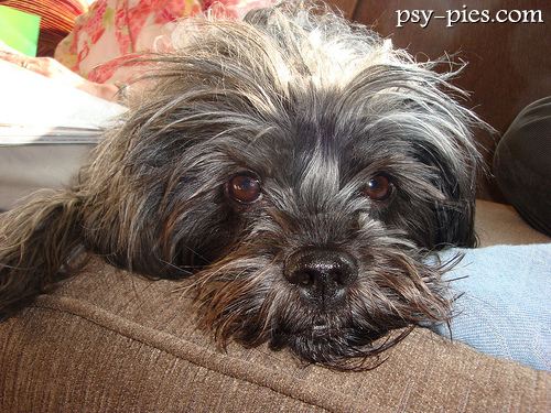 Affenpinscher