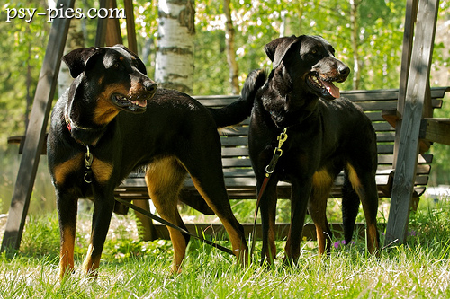 Owczarki francuskie Beauceron