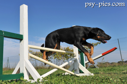 Owczarek francuski Beauceron