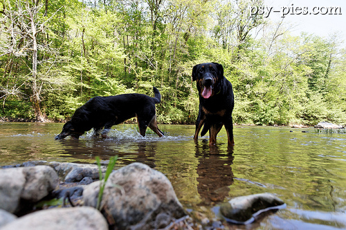 Owczarki francuskie Beauceron