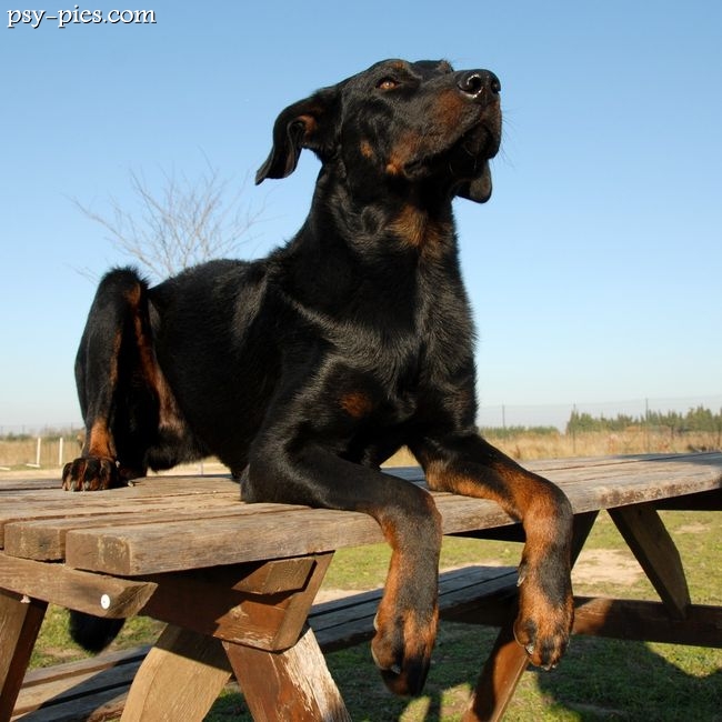 Owczarek francuski Beauceron