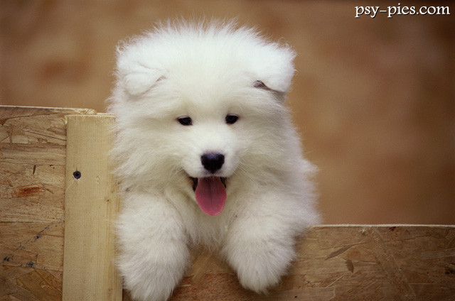 Szczeniak Samoyeda