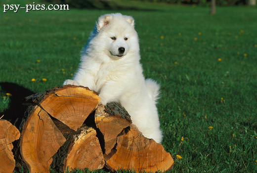 Szczeniak Samoyeda