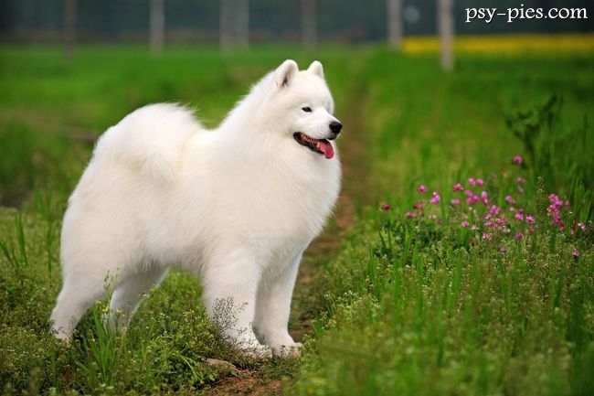 Samoyed