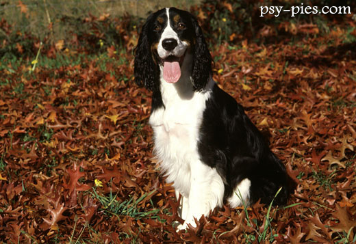 Springer spaniel angielski stojący na trawie