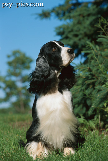 Springer spaniel angielski na spacerze