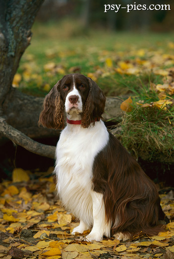 Springer spaniel angielski z bliska