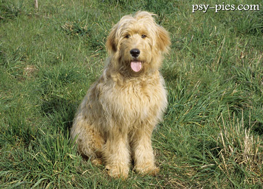 Goldendoodle, mieszaniec pudla i golden retrievera