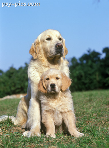 Golden retriever stojący w profilu