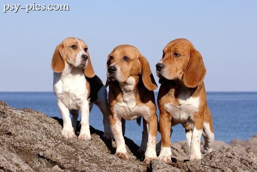 Beagle