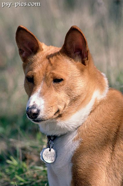 Basenji ze zmarszczkami na czole
